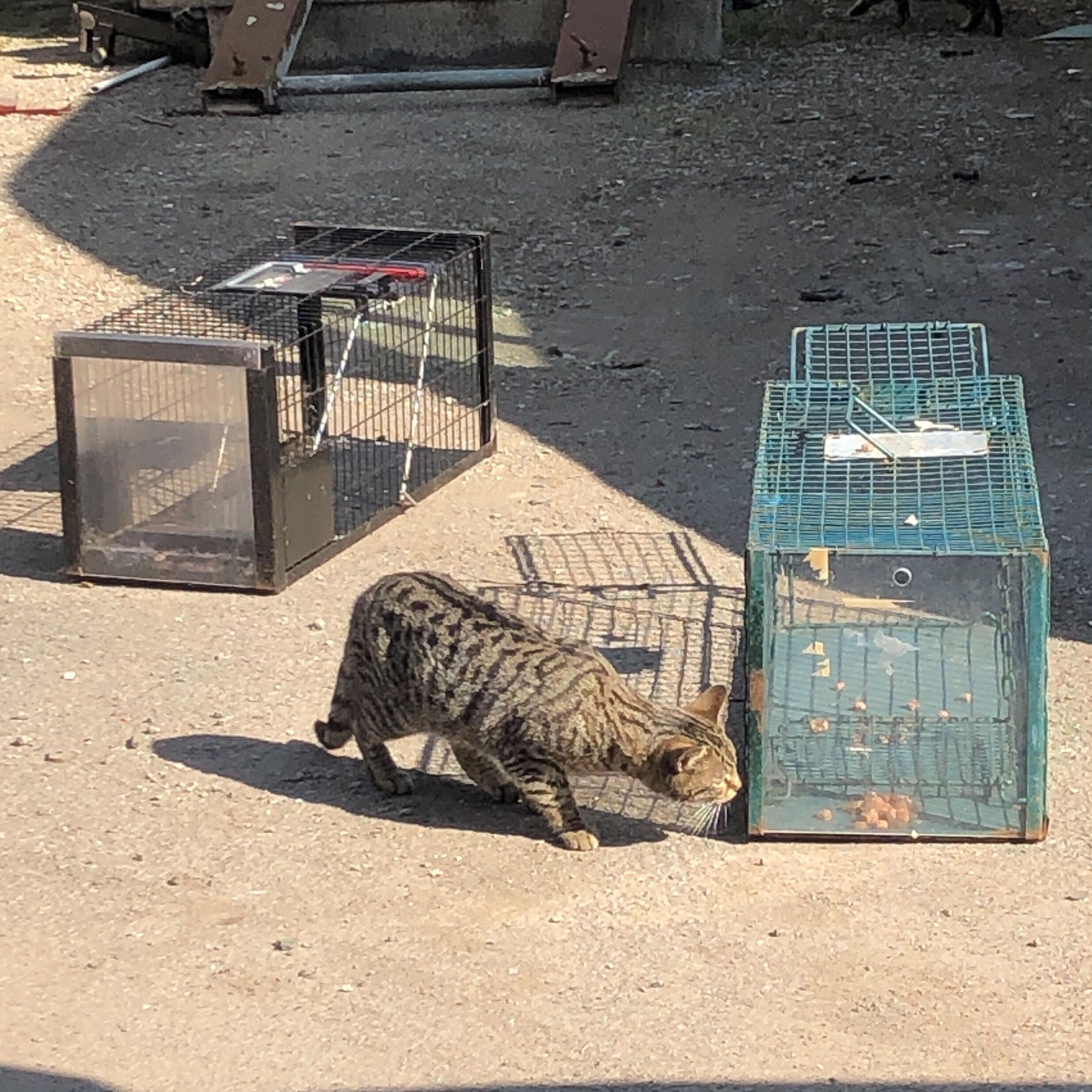 transport neuter return